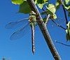 A light green dragonfly with its wings spread, holding onto a brown branch. Green foliage are a blue sky are seen in the background.