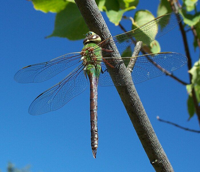 File:Anax junius-Female-1.jpg