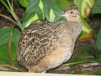 Andean tinamou