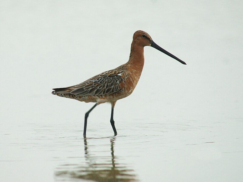 File:Asian Dowitcher 6436.jpg