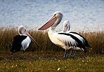 Australian Pelican