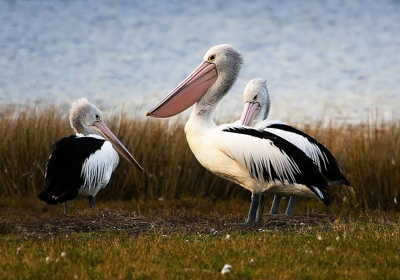 File:Australian Pelicans.jpg