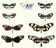 Plate from Henry Walter Bates's 1862 paper illustrating Batesian mimicry between harmless Dismorphia species (top and third row) and distasteful Ithomiini (Nymphalidae, second and bottom row).[6]