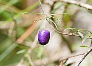 Fruit near Yarra Junction