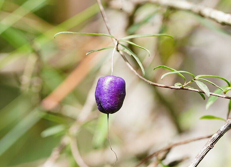 File:Billardiera macrantha fruit.jpg