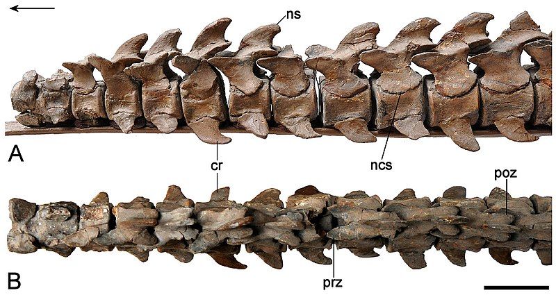 File:Brancasaurus-15.jpg