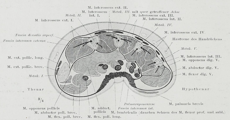 File:Braus 1921 216.png