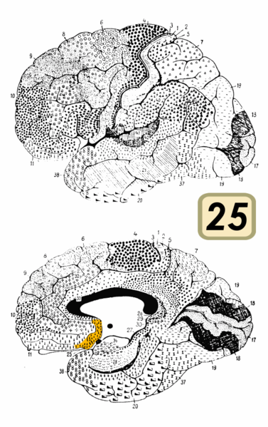 File:Brodmann Cytoarchitectonics 25.png