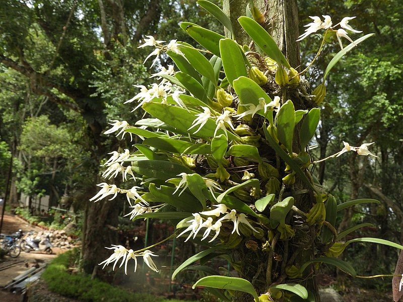 File:Bulbophyllum acutiflorum-3-bsi-yercaud-salem-India.jpg