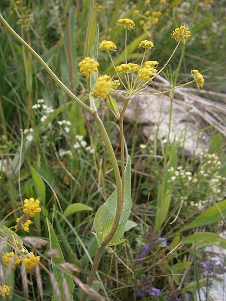 File:Bupleurum falcatum 003.JPG