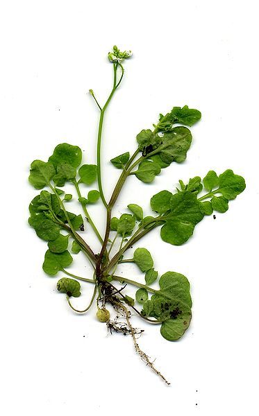 File:Cardamine hirsuta.jpg