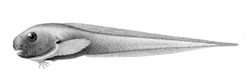 File:Careproctus reinhardti.jpg