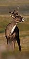 A curious caribou.