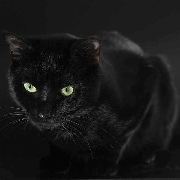 File:Cat---Black---Moertel---(Gentry).jpg