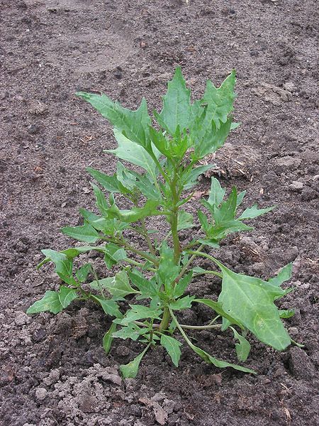 File:Chenopodium rubrum.jpg