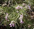 Chilopsis linearis