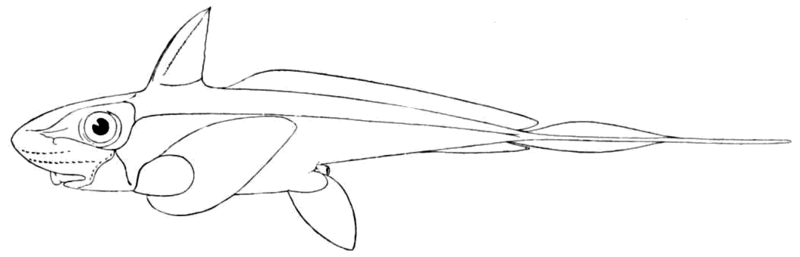 File:Chimaera monstrosa.png