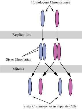 File:Chromosomes during mitosis.svg