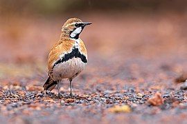 Cinnamon Quail-thrush 0A2A9195