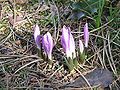 Colchicum bulbocodium opening