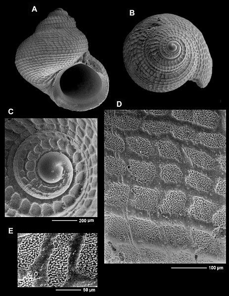 File:Crosseola foveolata (MNHN-IM-2000-34435).jpeg