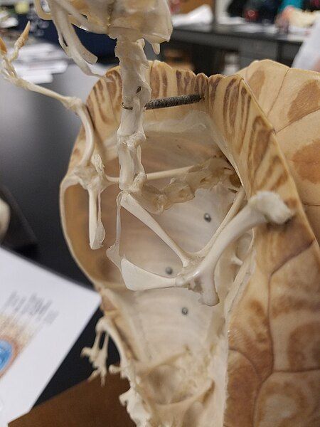 File:Cryptodira cervical vertebrae.jpg