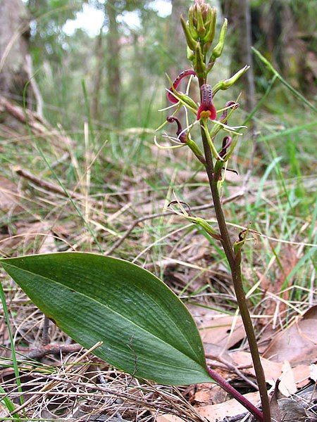 File:Cryptostylis leptochila (habit).jpg