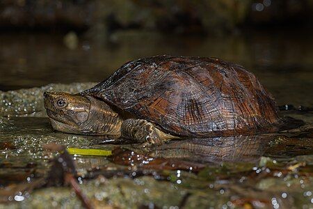 Oldham's leaf turtle, by Rushenb