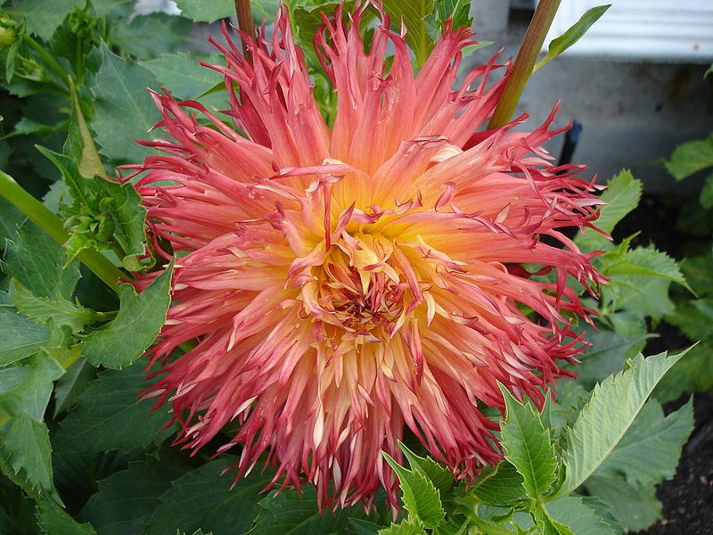 File:Dahlia Mish Mash.jpg