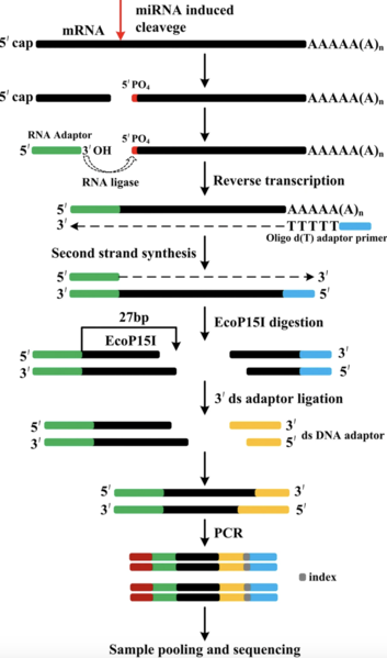 File:Degradome Sequencing Methodology.png