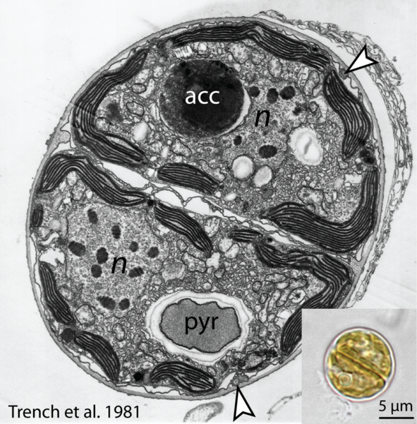 File:Dividing Cell.png