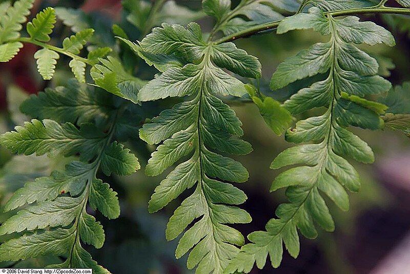 File:Dryopteris celsa 1zz.jpg