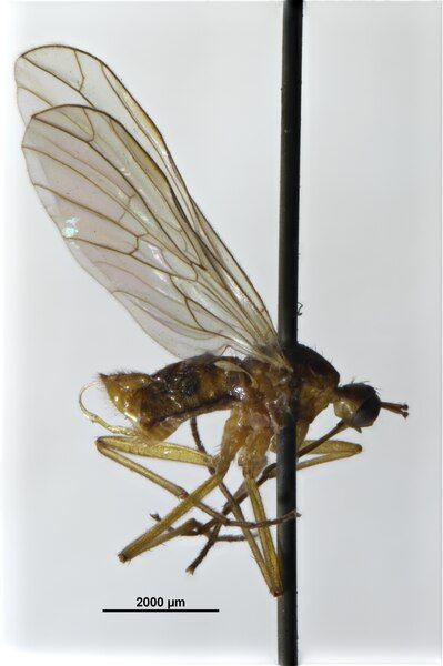 File:Empis trigramma.tif