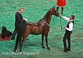 is this a conformation class or a conformation check for an under saddle class or a health check for such? Answer: Conformation check for under saddle class.. note sweat marks and Saddle seat saddle laying on ground nearby.