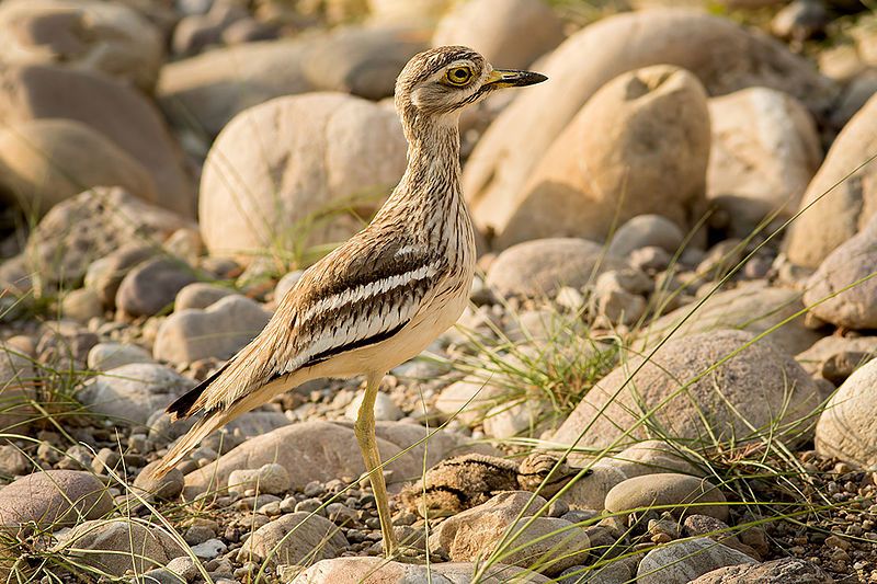 File:Eurasian thick-knee.jpg