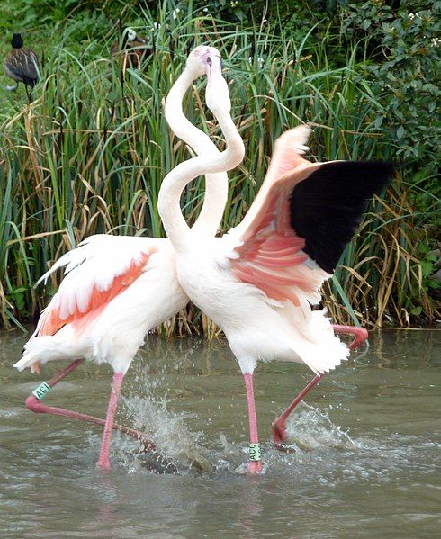 File:Fighting Flamingos (6911914548).jpg