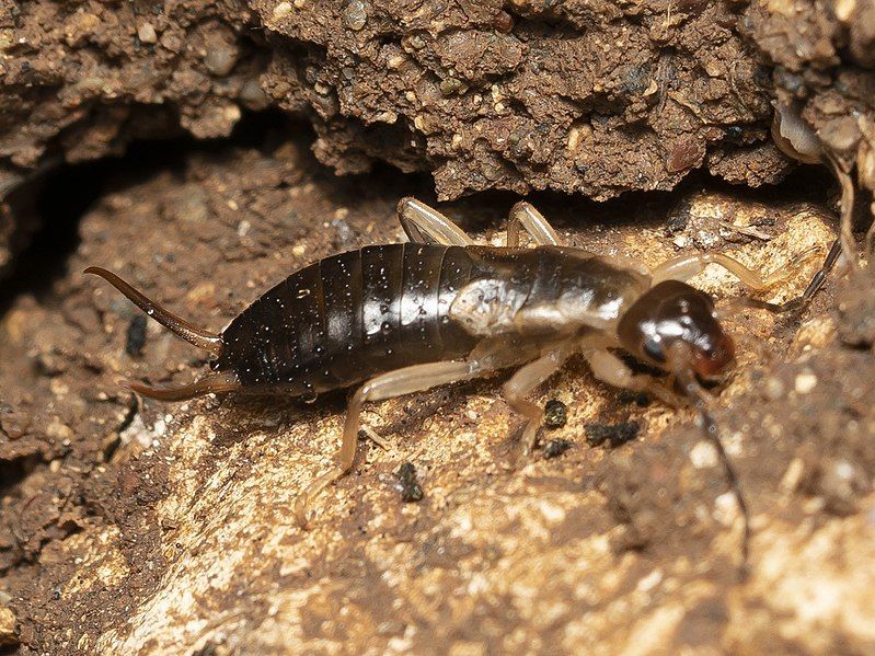 File:Forficula lurida.jpg