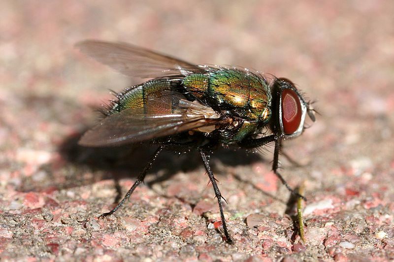 File:Green bottle fly3.jpg