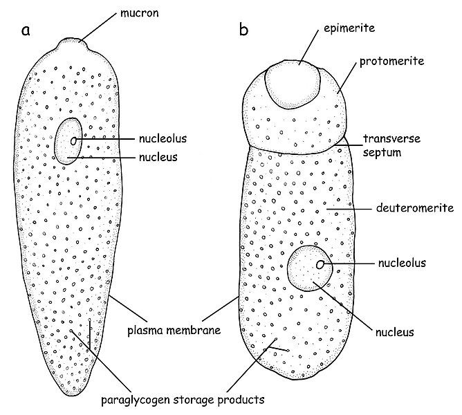 File:Gregarine sketch.jpg