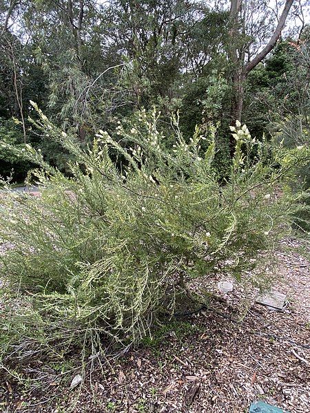 File:Grevillea trachytheca 03.jpg