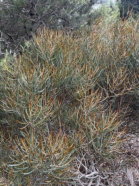 File:Hakea aenigma.jpg