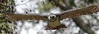 Harpy eagle in flight