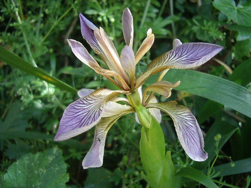 File:Iris foetidissima PaR.JPG