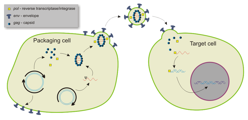 File:Lentiviral vector.png