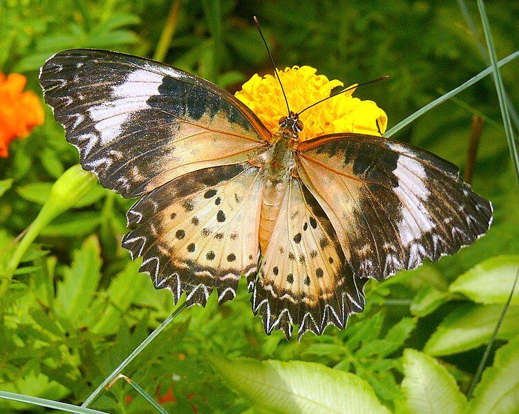 File:LeopardLacewing-female.jpg