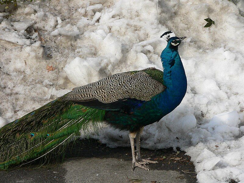 File:MP-Pavo cristatus 4.jpg