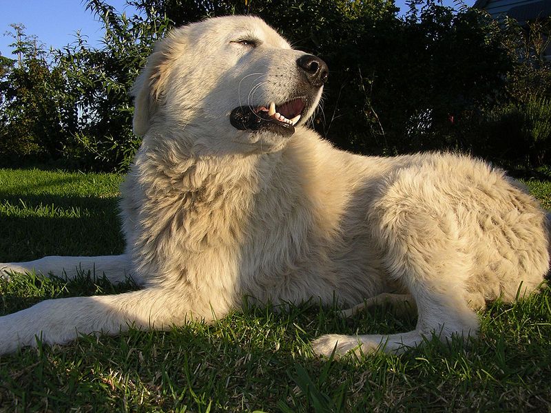 File:Maremma sheepdog.jpg