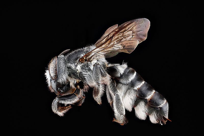 File:Megachile parallela.jpg