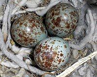 Eggs in a nest