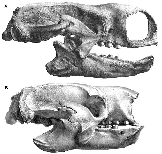 File:Mylodon and Glossotherium.jpg